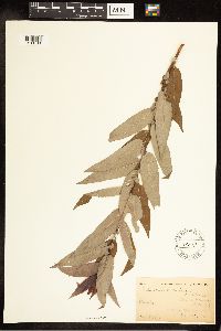Salix cordata image
