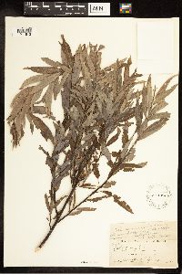 Salix cordata image