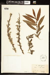 Salix cordata image