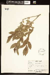 Salix cordata image