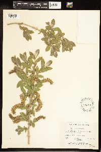 Salix cordata image