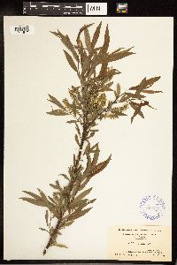 Salix cordata image