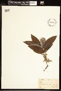 Salix cordata image