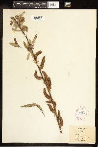 Salix cordata image