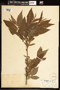 Salix cordata image