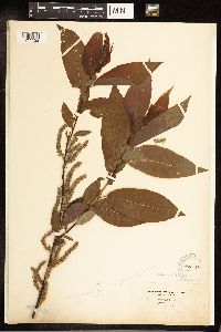 Salix cordata image
