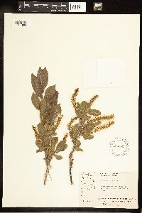 Salix cordata image