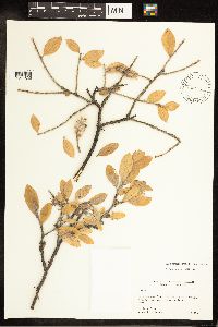 Salix cordata image