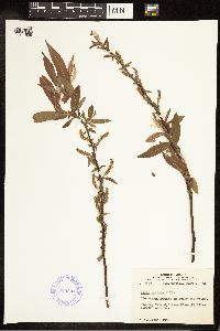 Salix cordata image