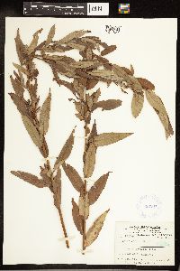 Salix cordata image