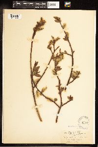 Salix cordata image