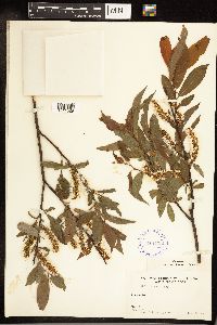 Salix cordata image