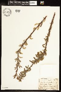 Salix cordata image