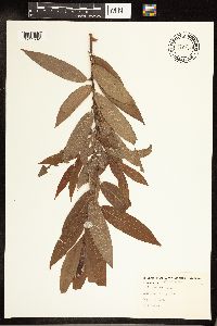 Salix cordata image
