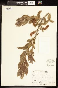 Salix cordata image