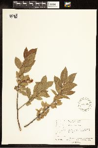 Salix cordata image