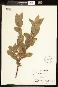 Salix cordata image