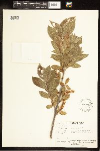 Salix cordata image