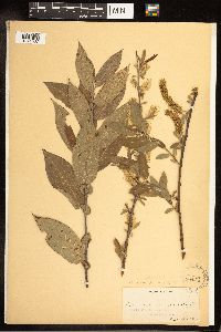 Salix cordata image
