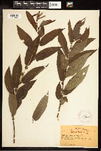 Salix cordata image