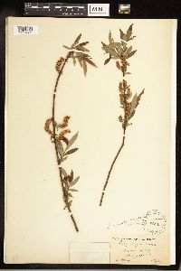 Salix cordata image
