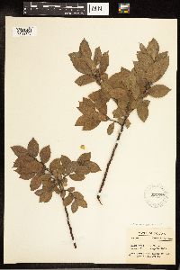 Salix cordata image