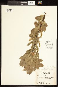 Salix cordata image