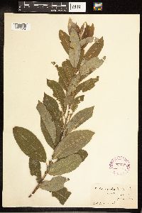Salix cordata image