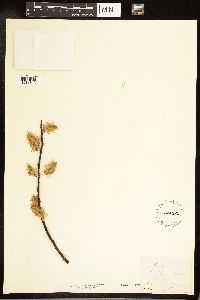 Salix cordata image