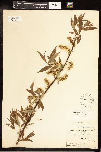 Salix cordata image