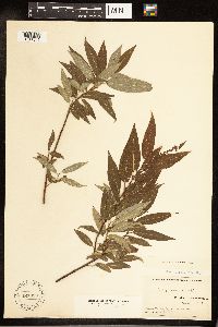 Salix cordata image