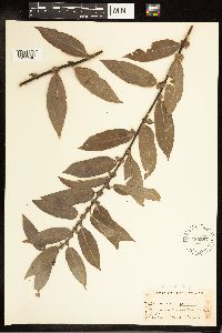 Salix cordata image