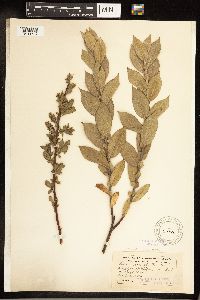 Salix cordata image