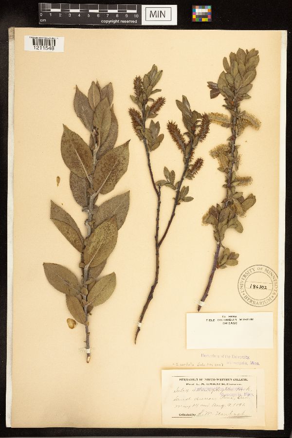 Salix cordata image