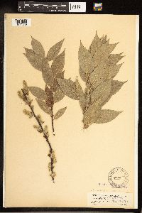 Salix cordata image