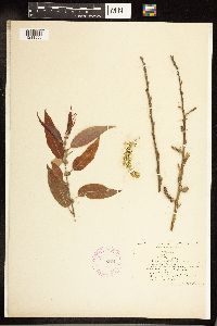 Salix cordata image