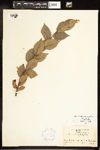 Salix cordata image