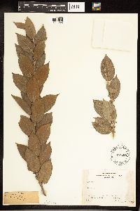 Salix cordata image