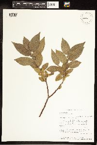 Salix cordata image