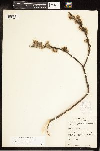 Salix discolor image