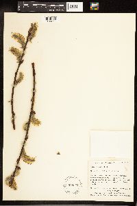 Salix discolor image