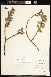 Salix discolor image