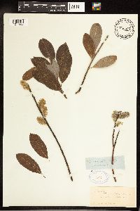Salix discolor image