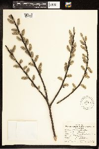 Salix discolor image