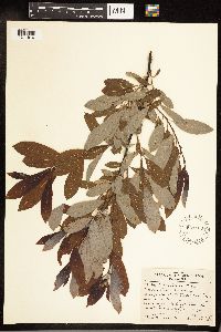 Salix discolor image