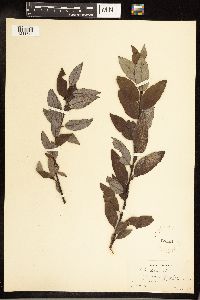 Salix discolor image