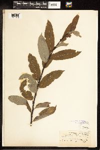 Salix discolor image