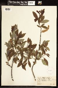 Salix discolor image