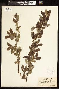 Salix discolor image