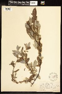 Salix discolor image